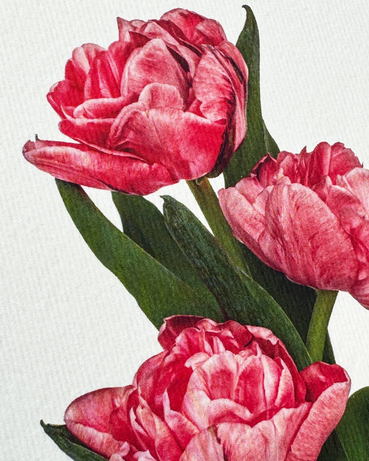 Pink Tulips Greeting Card | Birthday Card | Luxury Cards