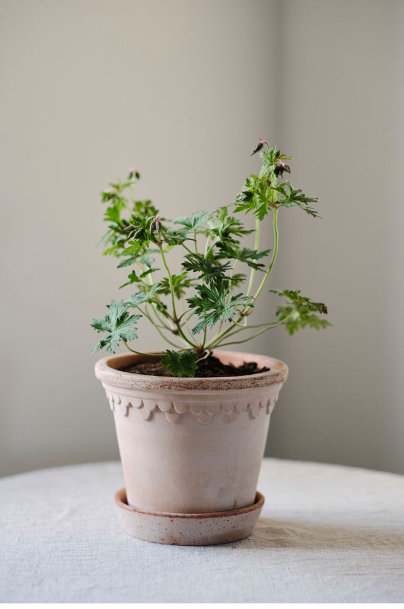 Garden planter - Københavner